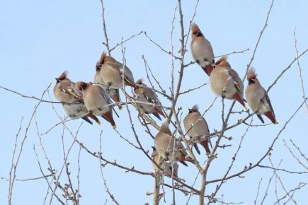 Свиристели прилетели в Казань раньше обычного