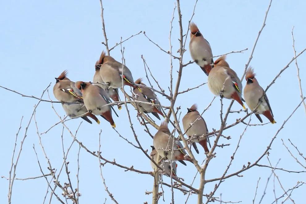 Свиристели прилетели в Казань раньше обычного