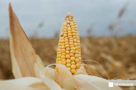 В Татарстане неубранными остаются 114 тысяч гектаров технических культур