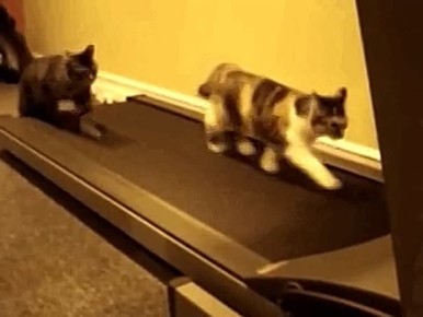 Татарстан вошёл в число лидеров по росту числа жителей, ведущих здоровый образ жизни