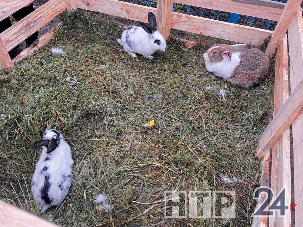 Ещё фото с этнофестиваля «Каз мсе» Ещё фото с этнофестиваля «Каз мсе»