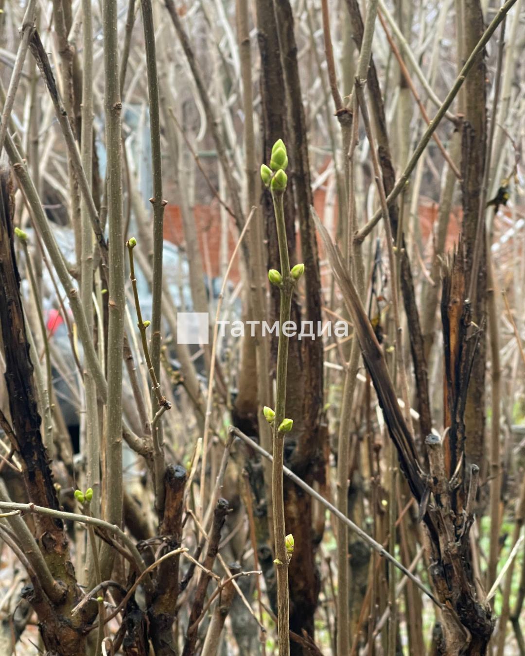 23 ноября в Казани началась весна
