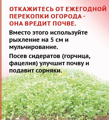 «Грядка лентяя» - мечта каждого садовода? «Грядка лентяя» - мечта каждого садовода?