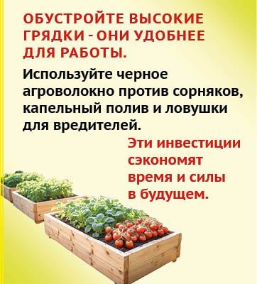 «Грядка лентяя» - мечта каждого садовода? «Грядка лентяя» - мечта каждого садовода?