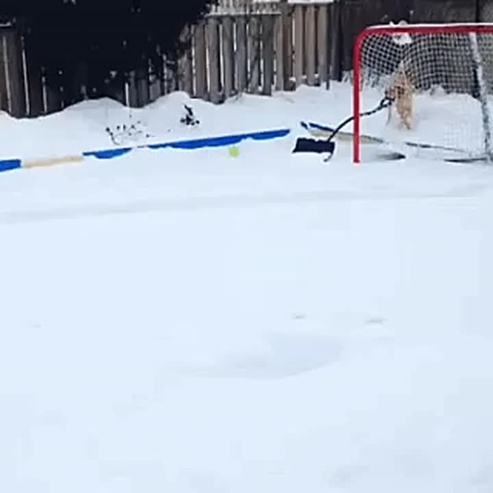 � ������ ���� ����� ���������� 105 ���� ��� ������� �� �������