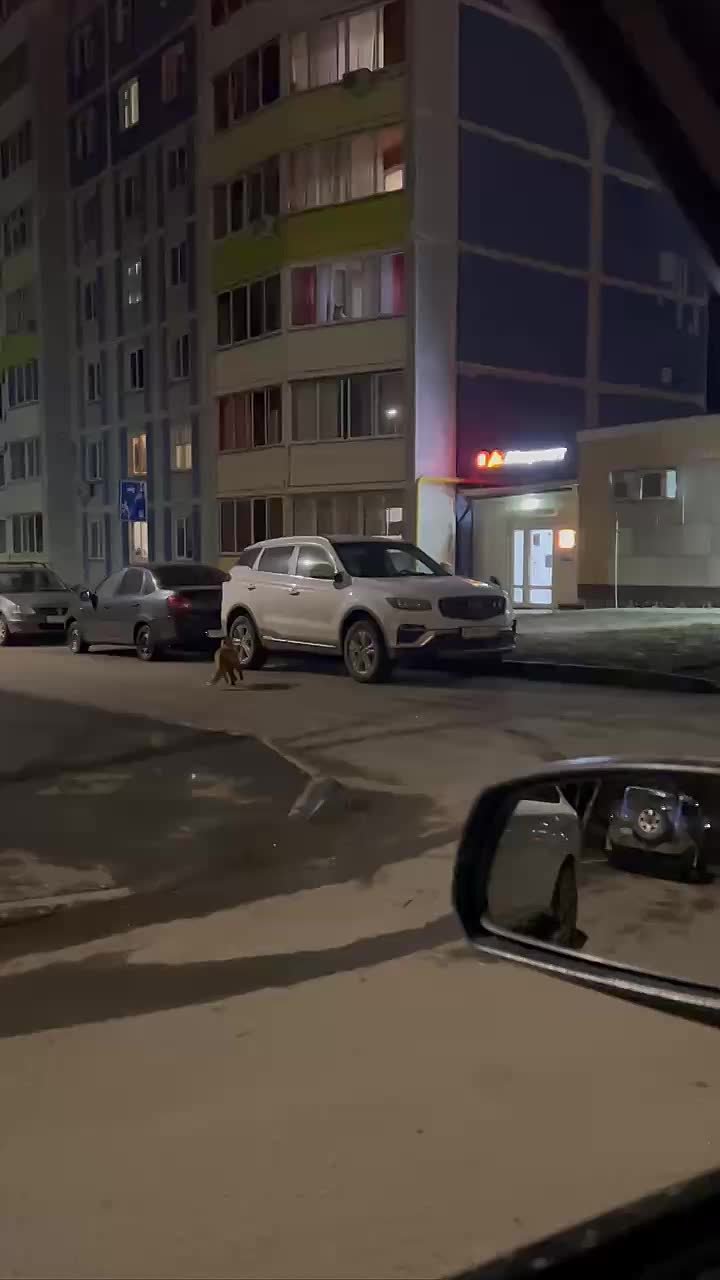 Вчера вечером в гости на Мира 10 забежала лиса