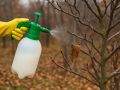 Молочно-содовая смесь: природный щит для сада против грибковых болезней