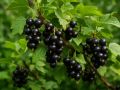 Почему ваша черная смородина не плодоносит? Раскрываем секреты ухода за ягодами