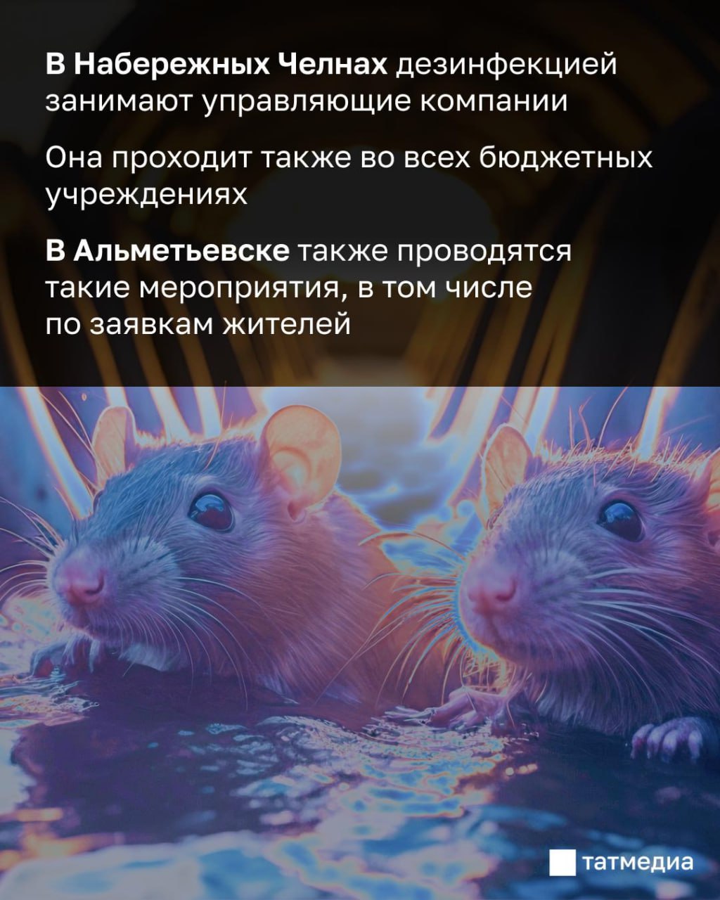 Татарстанцы жалуются на нашествие грызунов Татарстанцы жалуются на нашествие грызунов