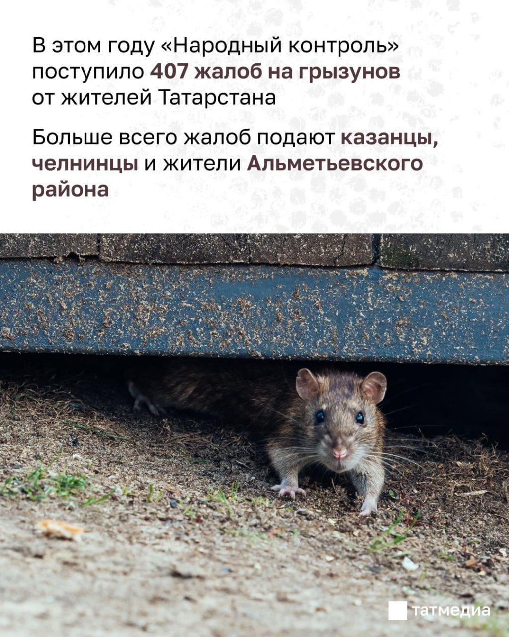 Татарстанцы жалуются на нашествие грызунов Татарстанцы жалуются на нашествие грызунов