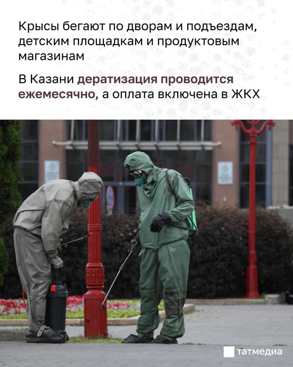 Татарстанцы жалуются на нашествие грызунов Татарстанцы жалуются на нашествие грызунов