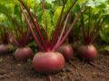 Секреты успешного выращивания свёклы: избегаем распространённых ошибок