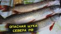 Опасности, скрывающиеся в щуках и окунях с Севера России: что нужно знать