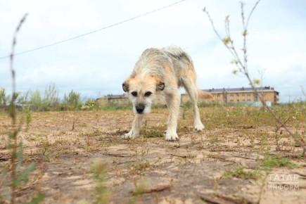 Председатель СК РФ Александр Бастрыкин взял на контроль ситуацию с бродячими собаками в Альметьевске