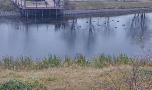 На водоёмах начала появляться совсем тонкая, почти незаметная, ледяная корочка