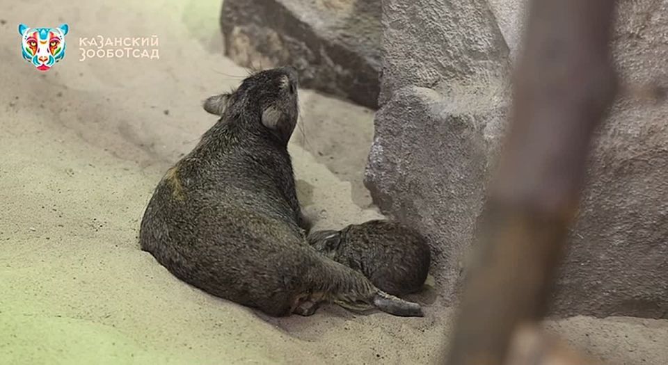 � ��������� �������� �� ���� �������� ����� �����