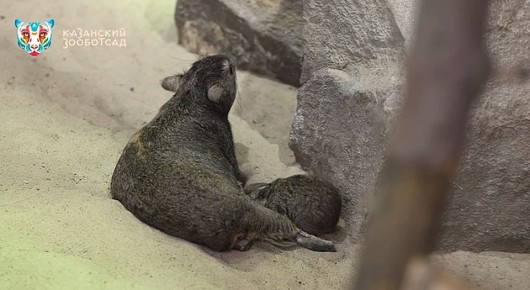 В Казанском зоопарке на свет появился малыш даман