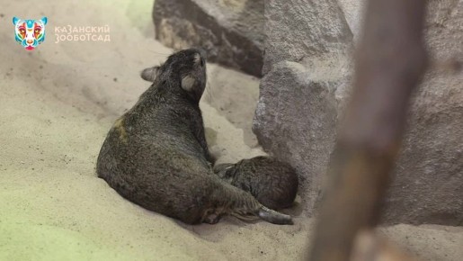 Сегодня утром в Казанском зооботсаду появился малыш даман