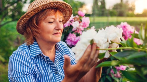 Точно не под самый корень: вот куда нужно лить удобрение для пионов