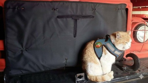 «Пожарный 65»: как спасённый кот стал талисманом пожарной части