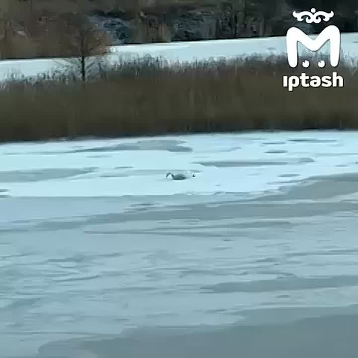 ������ �������� �� ����� � ������