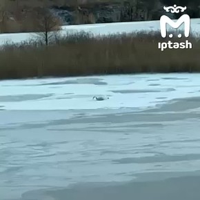 Лебедь погибает на пруду в Челнах