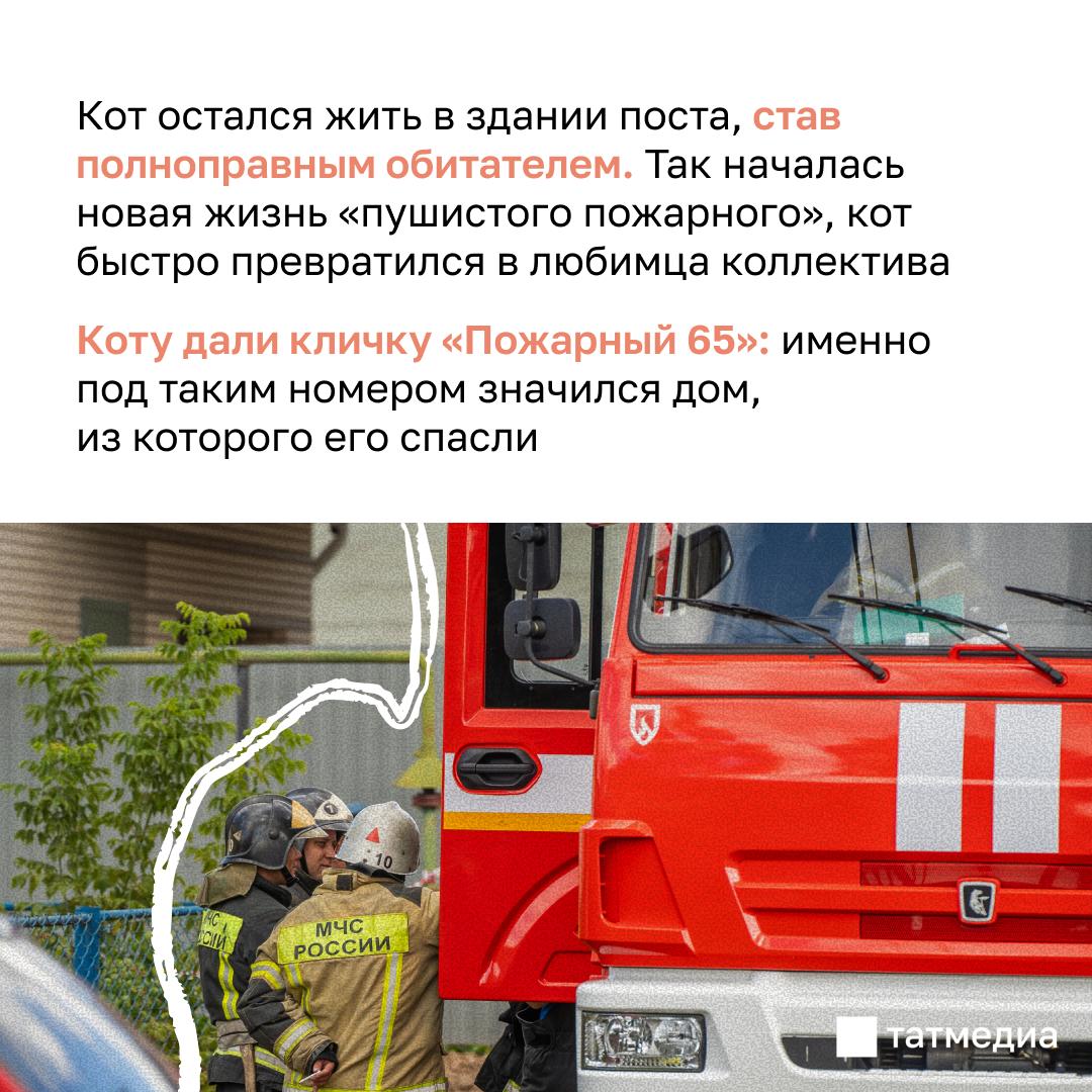 Спасенный кот стал талисманом пожарного поста Спасенный кот стал талисманом пожарного поста