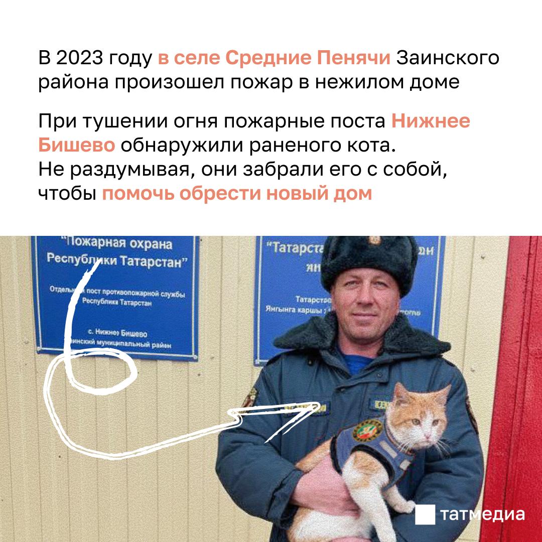 Спасенный кот стал талисманом пожарного поста Спасенный кот стал талисманом пожарного поста