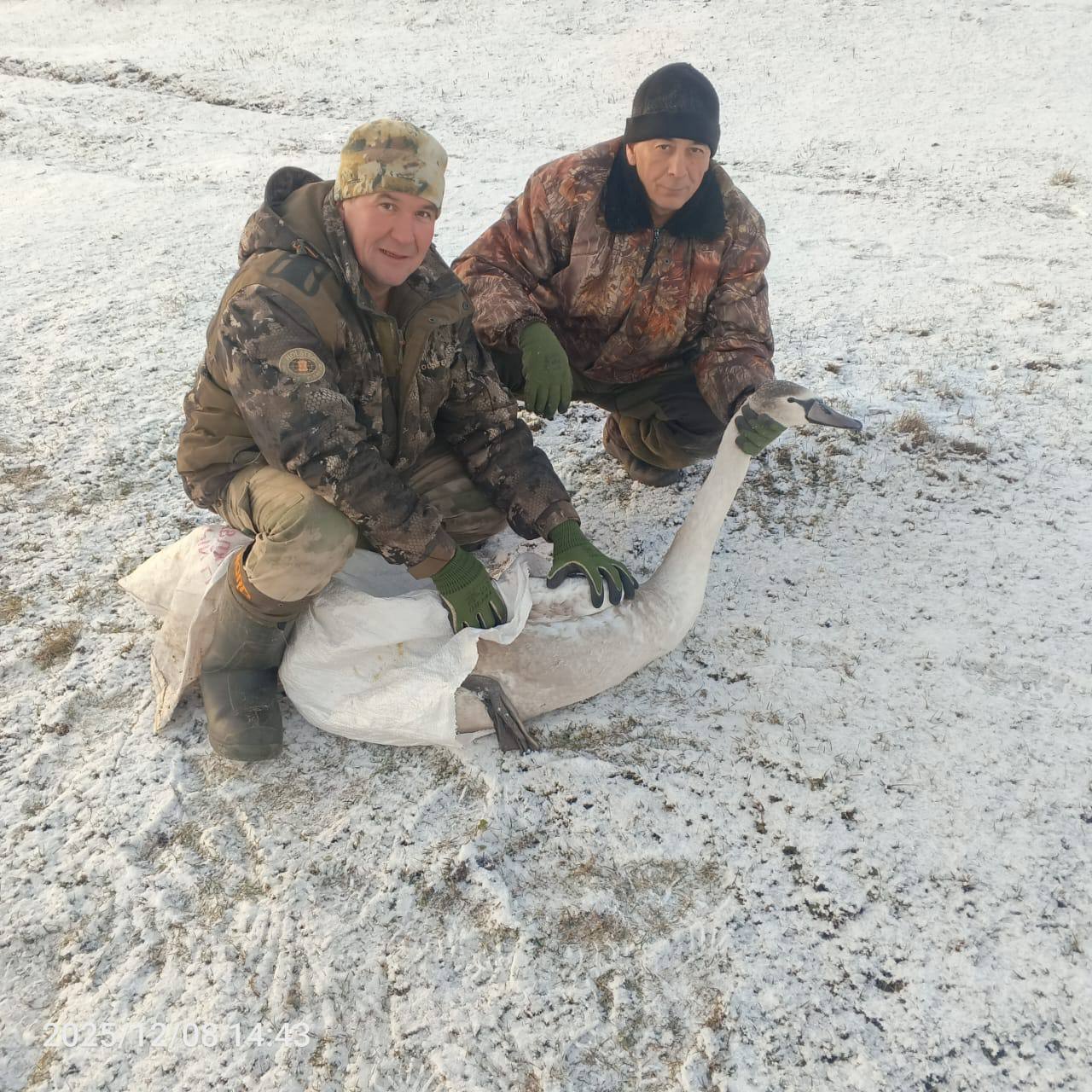 В Агрызском районе спасли примерзшего ко льду лебедя В Агрызском районе спасли примерзшего ко льду лебедя