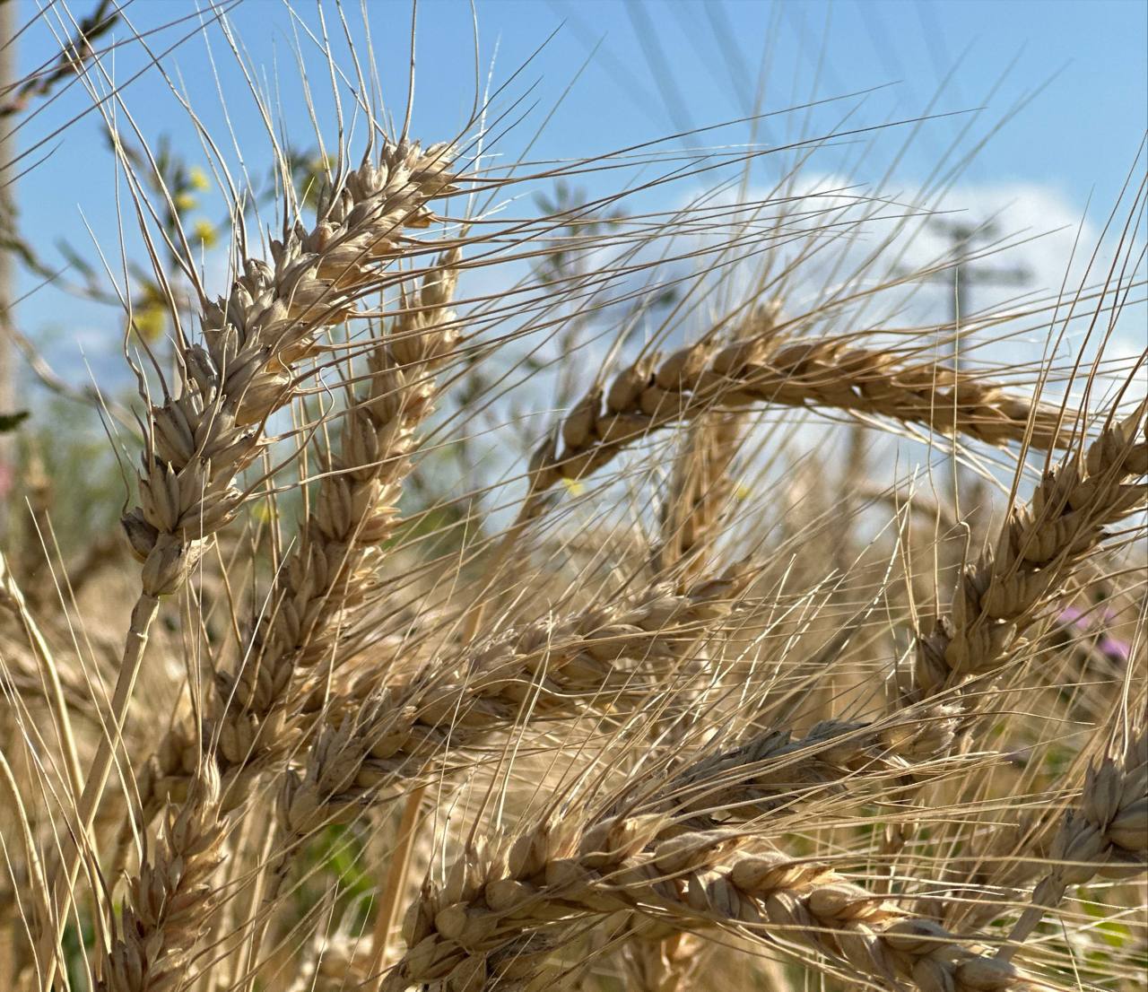 Индекс производства сельскохозяйственной продукции в Татарстане вырос на 7% по отношению к прошлому году Индекс производства сельскохозяйственной продукции в Татарстане вырос на 7% по отношению к прошлому году