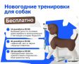 В декабре казанцев приглашают на бесплатные тренировки с собаками