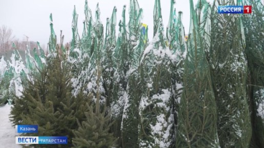 В Казани цены на новогодние елки начинаются от 1 тыс