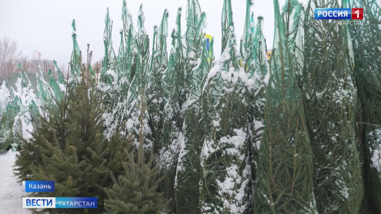 В Казани цены на новогодние елки начинаются от 1 тыс