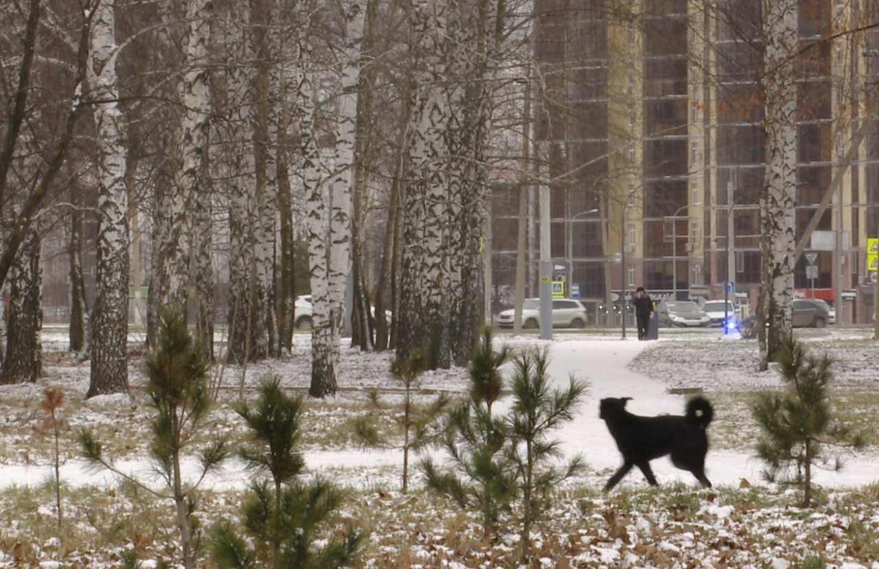 По прогнозу снег будет идти весь день К вечеру ожидается похолодание до -8 градусов