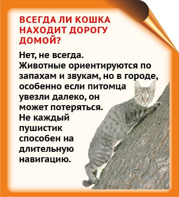 Многие из нас уверены, что знают о кошках все Многие из нас уверены, что знают о кошках все