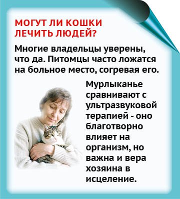Многие из нас уверены, что знают о кошках все Многие из нас уверены, что знают о кошках все