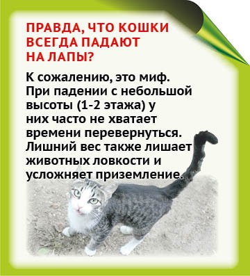 Многие из нас уверены, что знают о кошках все Многие из нас уверены, что знают о кошках все