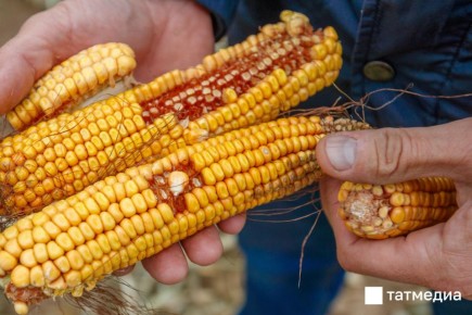 В Татарстане еще не убрано 46 тысяч гектаров технических культур