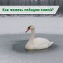 Лебеди в холода: памятка для тех, кто хочет помочь