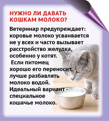 Многие из нас уверены, что знают о кошках все Многие из нас уверены, что знают о кошках все