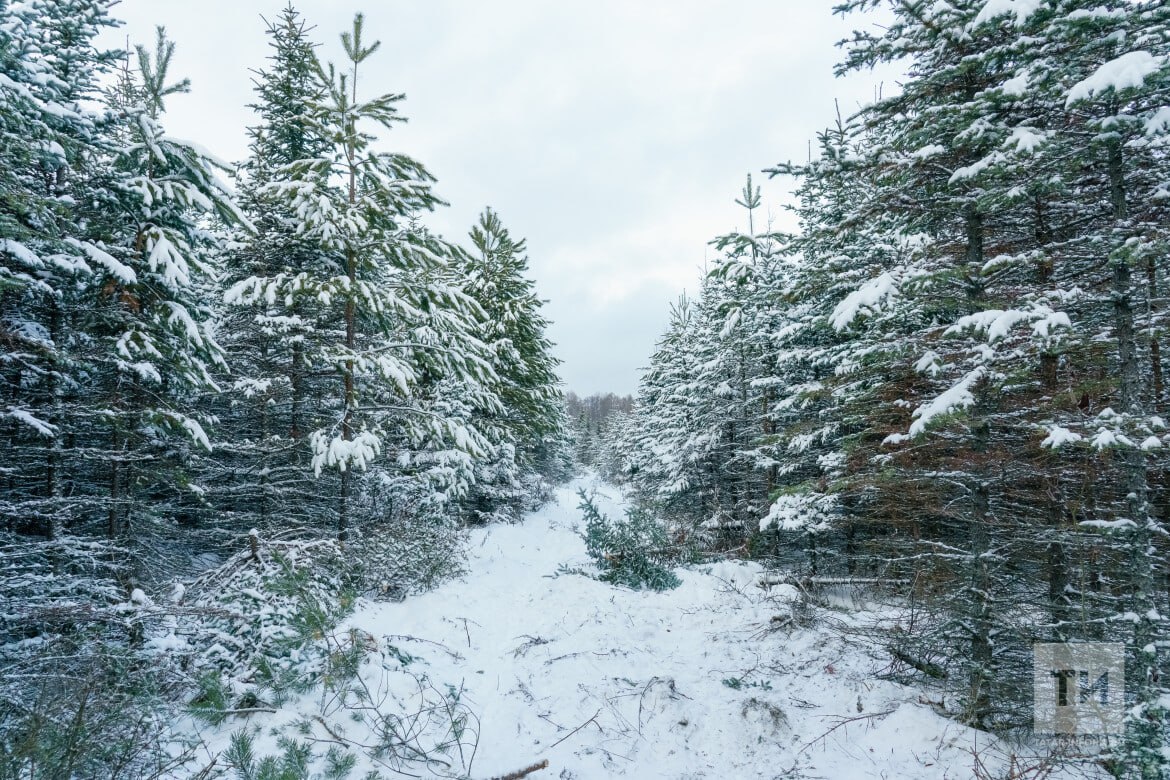 В Татарстане стартовала операция «Ель» по охране хвойных лесов от незаконных рубок