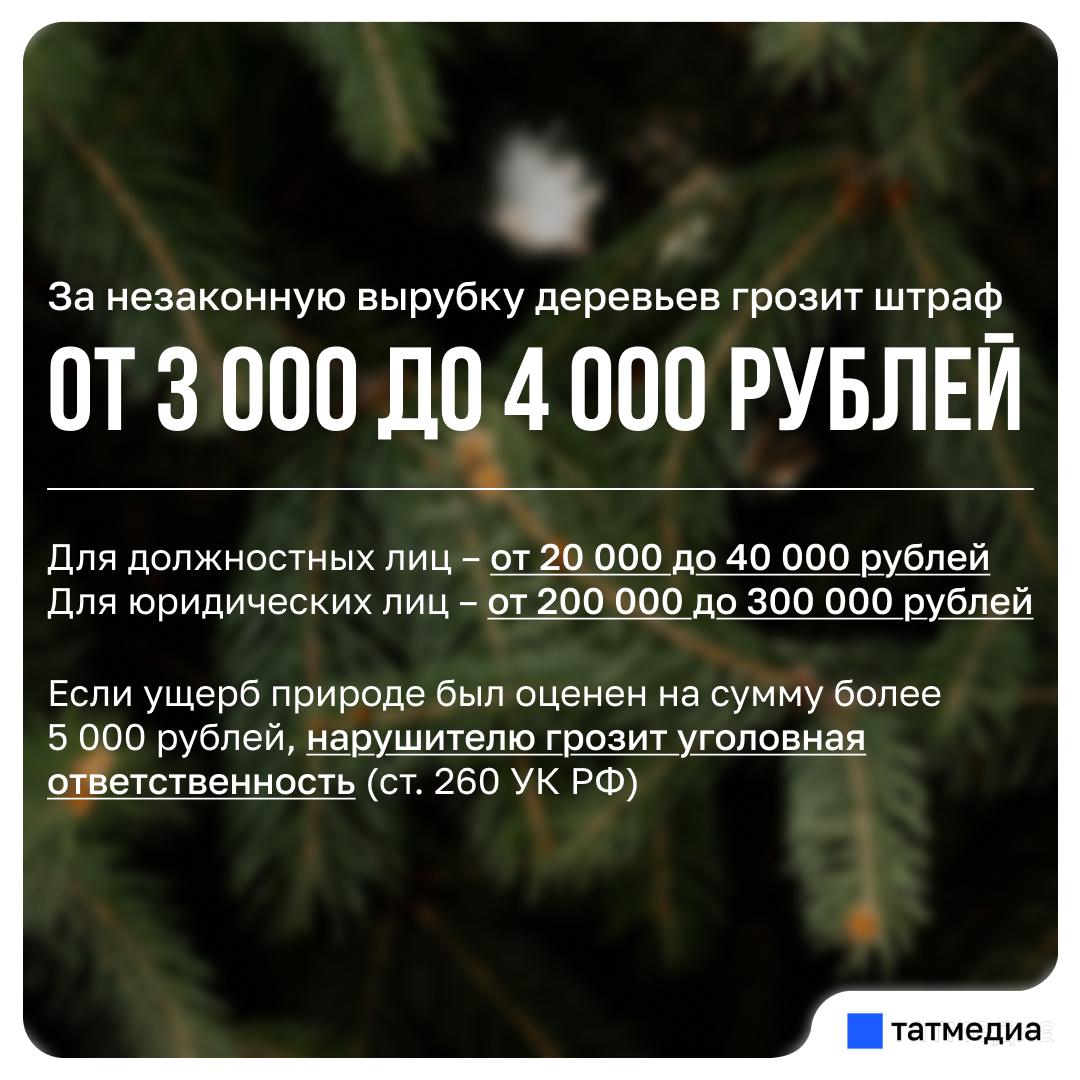 Минлесхоз РТ: До 31 декабря в Татарстане будет проходить операция «Ель»