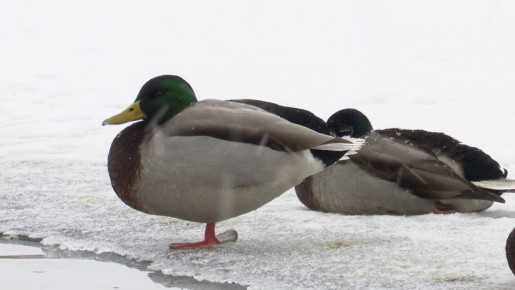 По прогнозу сегодня -15...-12 градусов, снегопад продолжится до самого вечера