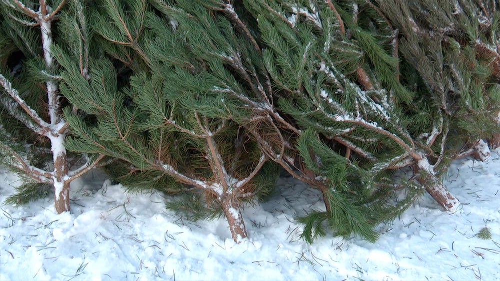 В Нижнекамске работают три елочных базара