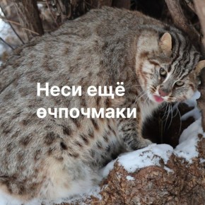 ��������������� ��� ����� �� ���������� �������� ������� ��������� � ����������