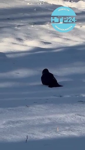 ���������� ������� ������ �� ������ ����������� �����