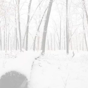 Прокуратура вернула государству лес