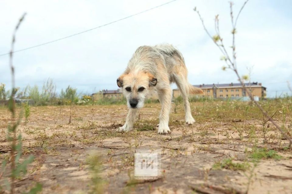 Жители посёлка Васильево требуют от депутатов пересмотреть закон об обращении с животными