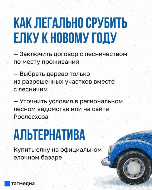 Елку можно срубить легально, но есть нюансы