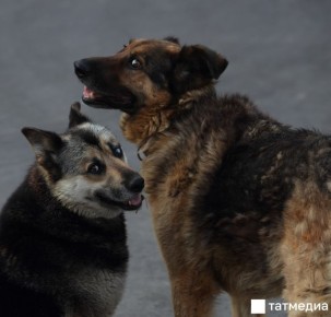 Госсовет РТ принял законопроект, регулирующий обращение с бездомными животными